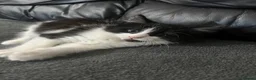 Mixed Breed cats for sale:     Cute Male Kitten in Slough - Advert 4