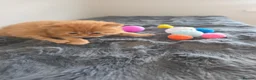 Mixed Breed cats for sale: Adorable Ragdoll x Persian Kittens.  in Dunstable - Advert 16