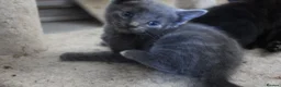 Mixed Breed cats for sale: 6 kittens for sale in Stourbridge - Advert 6