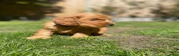 Cocker Spaniel dogs for sale: KC Reg Show Type Cocker Spaniel puppies - Advert 5