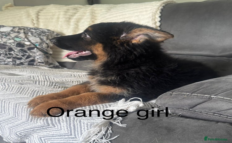 German Shepherd dogs in Edinburgh - Advert 13