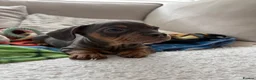 Mixed Breed dogs for sale: 6 month frenchie mixed daschund  - Advert 4
