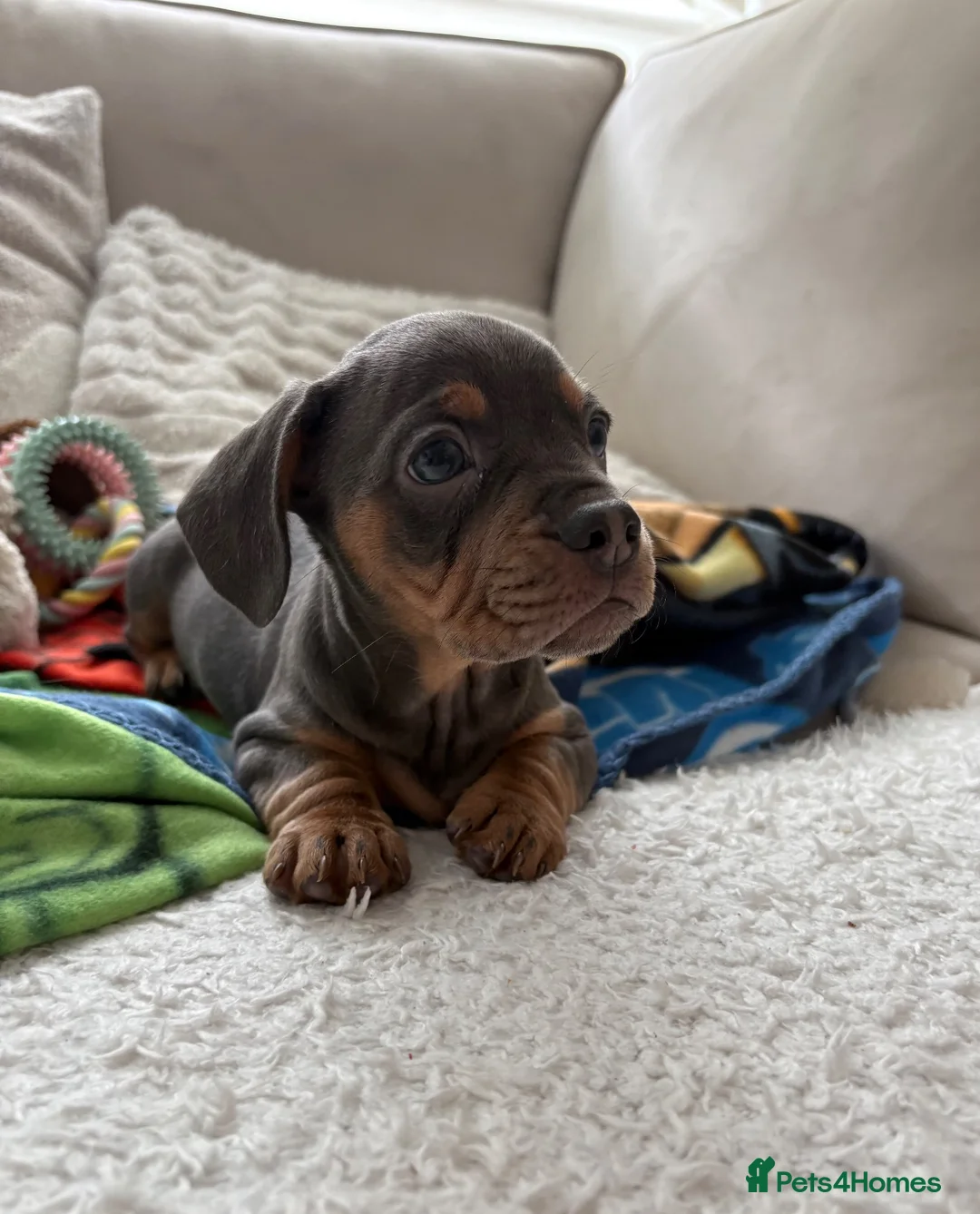 Mixed Breed dogs for sale: 6 month frenchie mixed daschund  - Advert 4