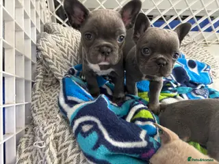 French Bulldog dogs French bulldog puppies - Advert 3