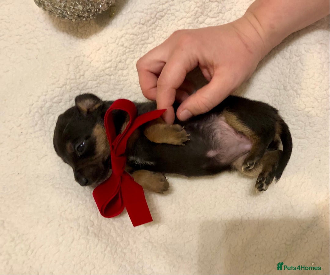 Mixed Breed dogs for sale: Mini Jackshund babies❣️Miniature dachshund x jack  - Advert 9