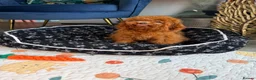 Toy Poodle dogs for sale: Asian Teddy poodle Girl very tiny - Advert 3