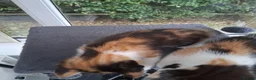Mixed Breed cats for sale: RARE Tabico kittens 😻 Calico Tabbies  - Advert 7