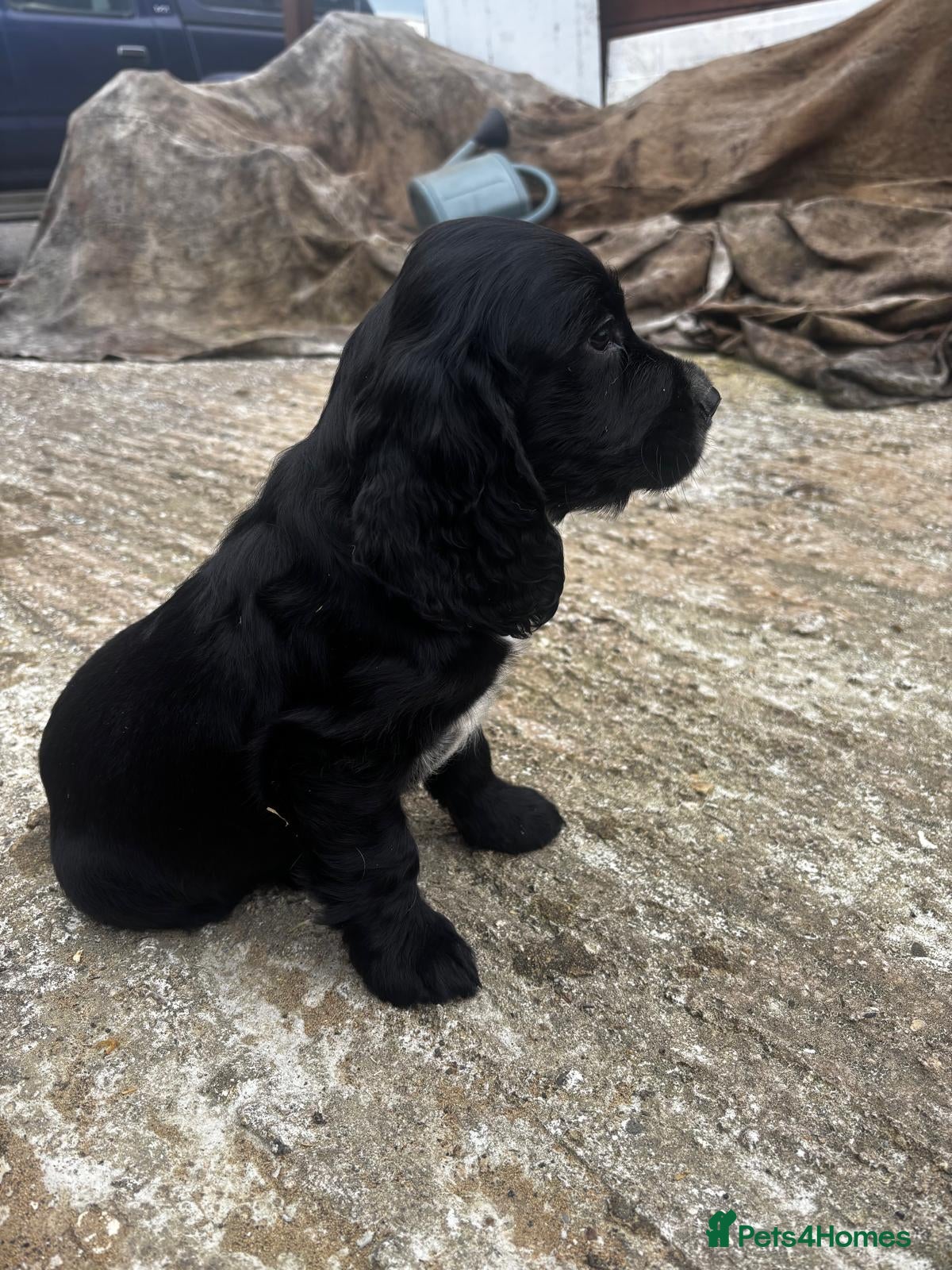Cocker Spaniel dogs Working cocker spaniel puppies  - Advert 2