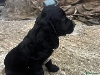 Cocker Spaniel dogs Working cocker spaniel puppies - Advert 2