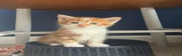 Mixed Breed cats for sale: 2 kittens for sale - Advert 11