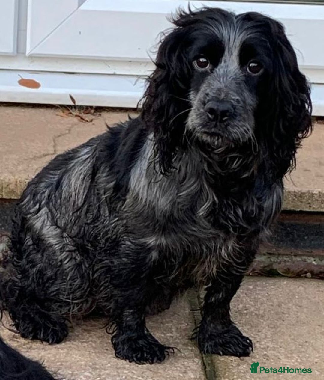 Cocker Spaniel dogs for sale: KC Reg Working Cocker spaniel puppies roan - Image 31