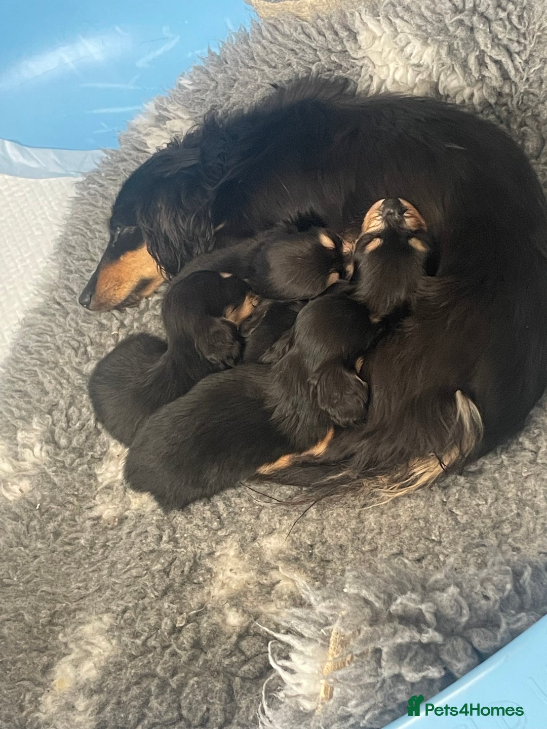 Miniature Dachshund dogs for sale: Kc Registered Long Haired Miniature Dachshunds - Advert 4