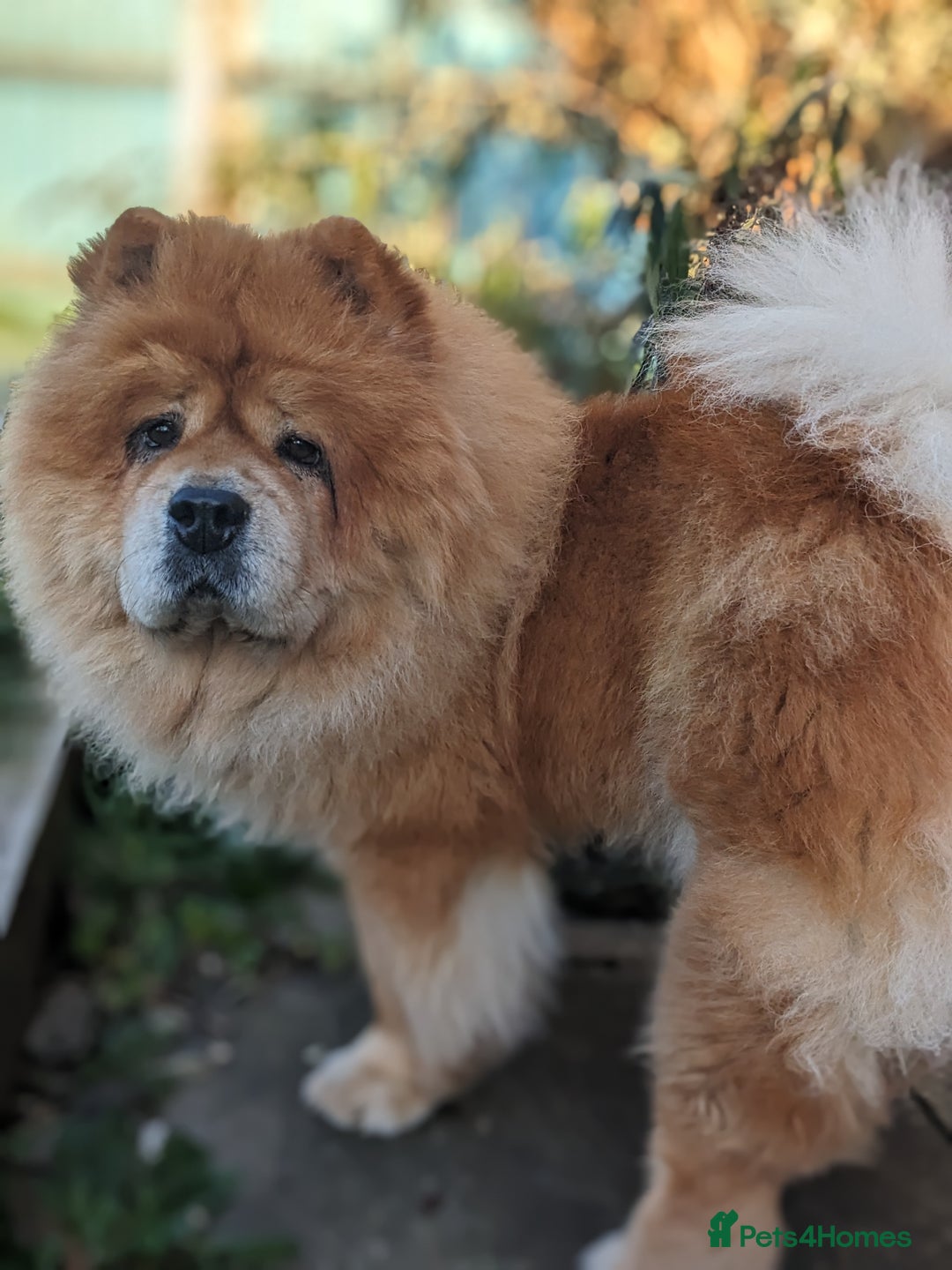 Chow Chow dogs for sale: 5 year old Female Chow Chow for Rehoming - Advert 1