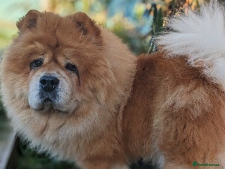 Chow Chow dogs 5 year old Female Chow Chow for Rehoming - Advert 1