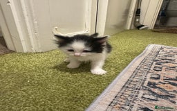 British Longhair cats for sale: Beautiful & playful kittens ready for new home - Image 21