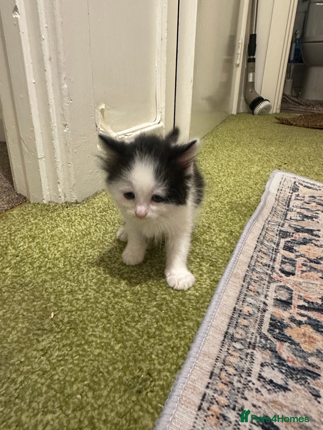 British Longhair cats for sale: Beautiful & playful kittens ready for new home - Image 21