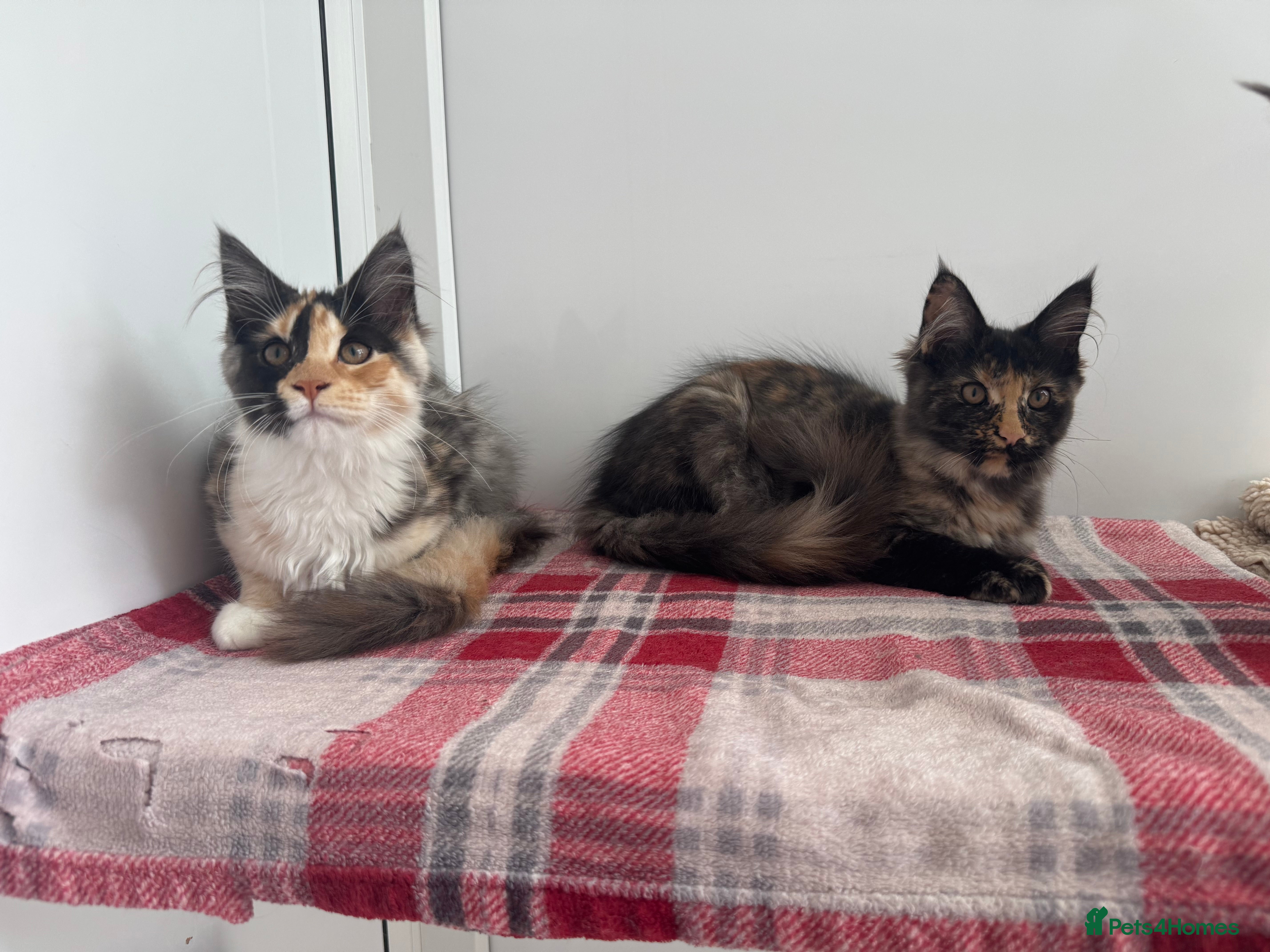 Maine Coon cats Beautiful Maine coon girls  - Advert 1