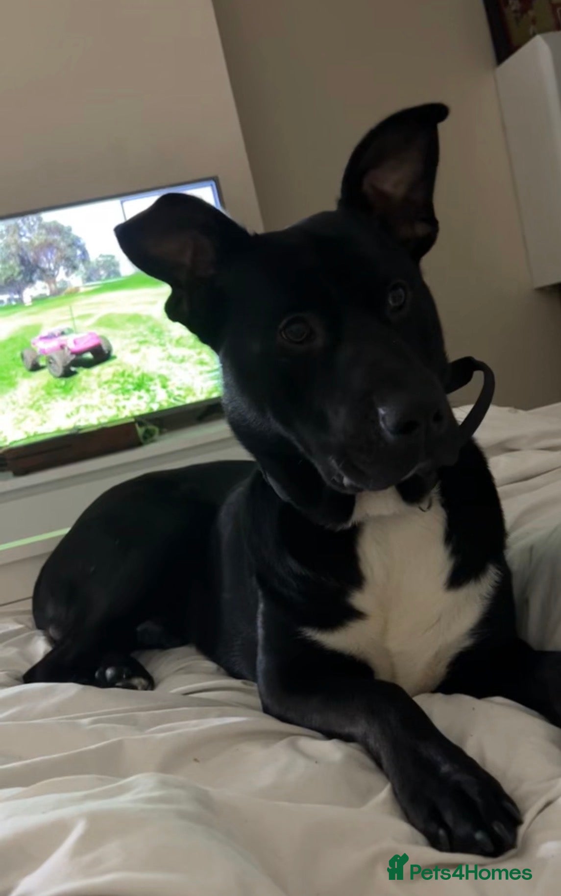 Mixed Breed dogs Jax, German Shepard mixed staff  - Advert 1