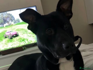 Mixed Breed dogs Jax, German Shepard mixed staff - Advert 1