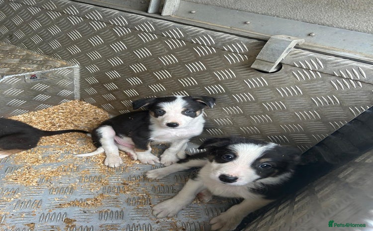 Border Collie dogs - Advert 8