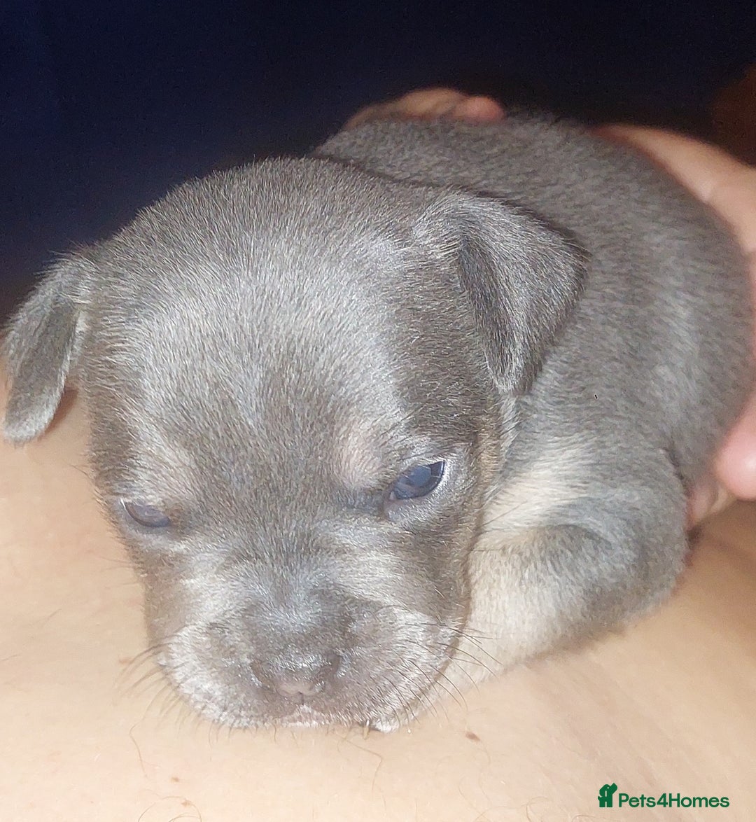 Mixed Breed dogs for sale: FRENCH BULLDOG X STAFFY  - Image 7