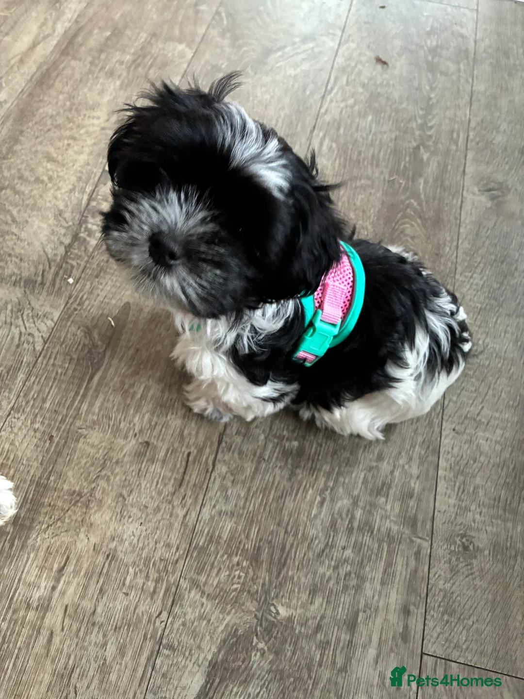 Malshi dogs for sale: Malshi pups - Advert 11