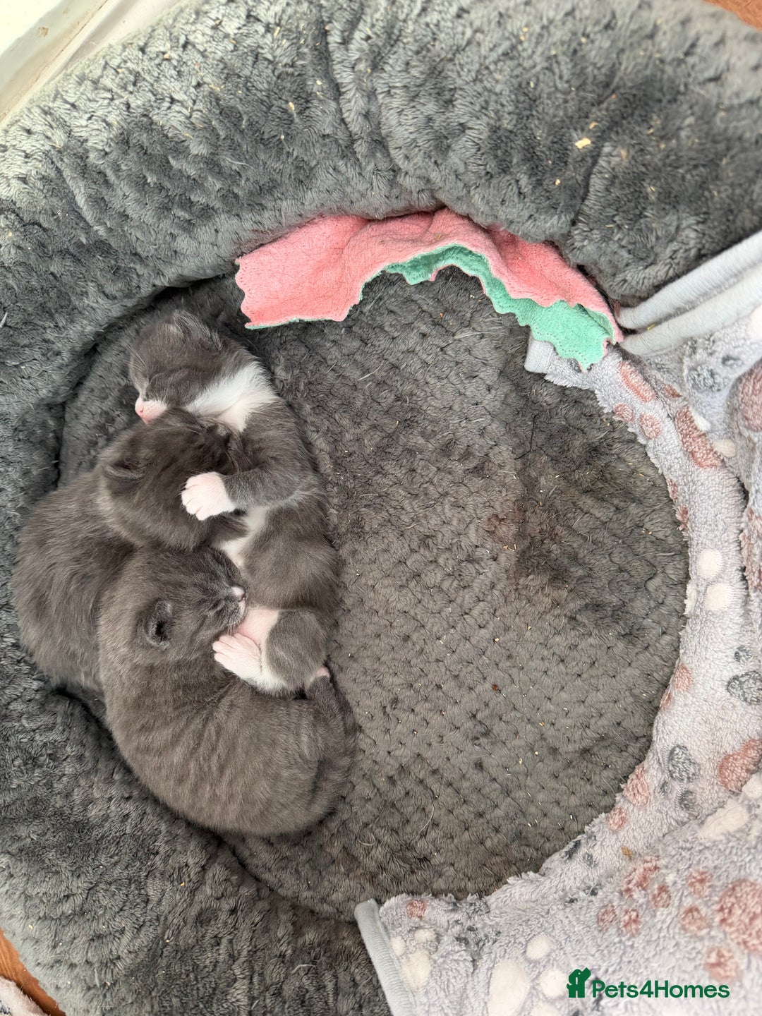 British Shorthair cats for sale: Two beautiful bi colour girls ready for new homes  - Advert 31