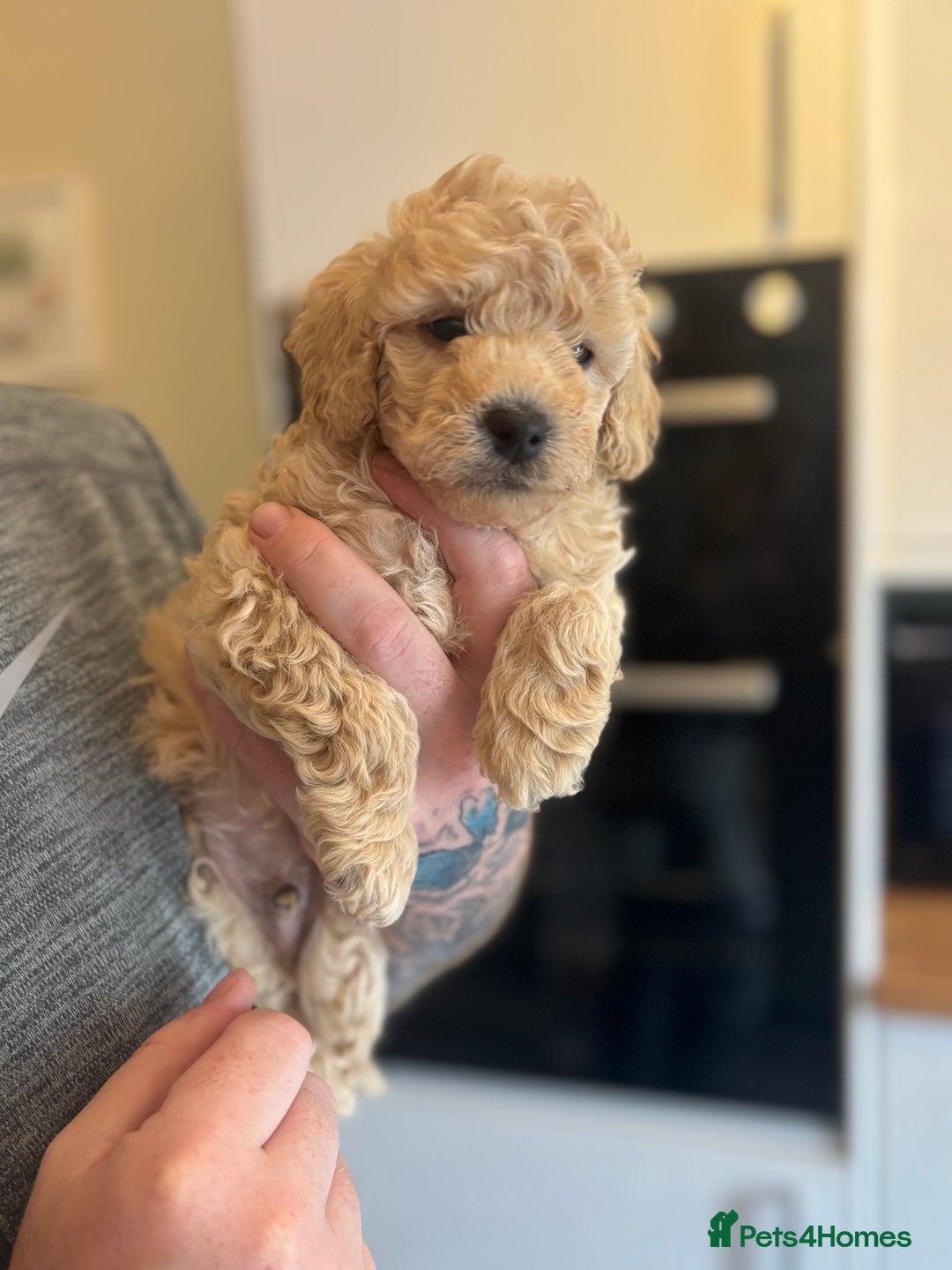 Toy Poodle dogs for sale: 🐾Tiny Toy poodle boy puppy last one🐾 - Advert 8