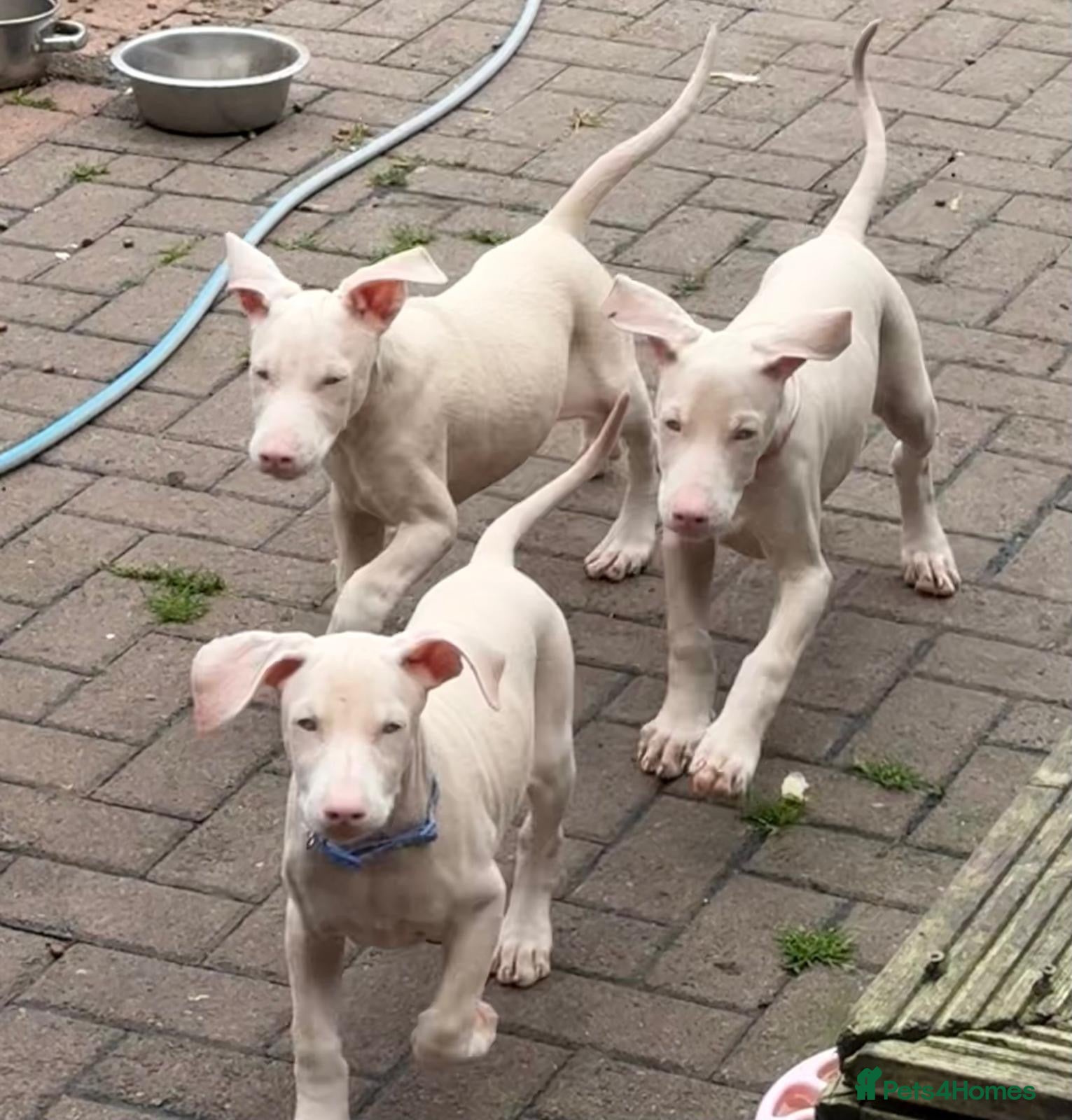 Dobermann dogs White Doberman  - Advert 18