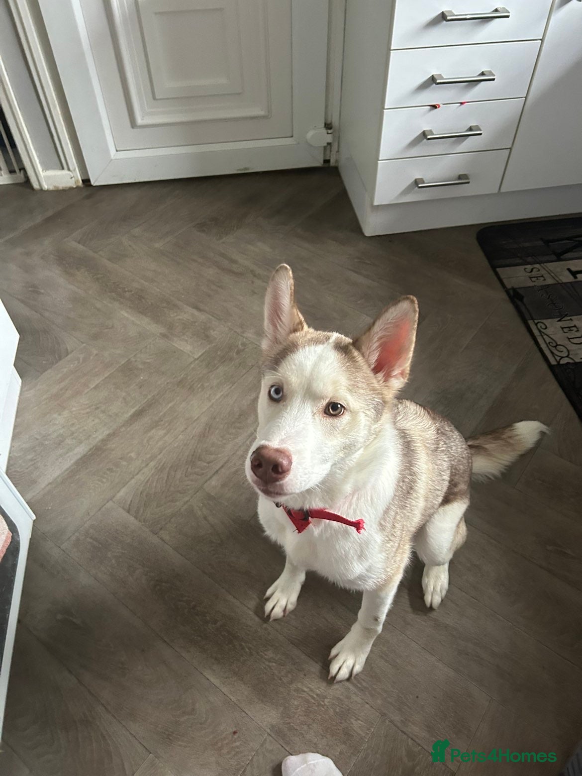 Siberian Husky dogs 6month old Male Siberian Husky - Advert 1