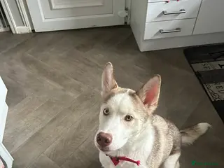 Siberian Husky dogs 6month old Male Siberian Husky - Advert 1