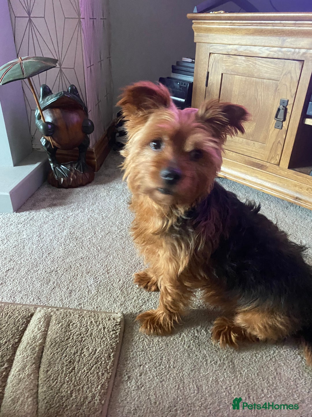 Yorkshire Terrier dogs for stud: Yorkshire terrier for stud - Image 2