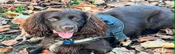 Sprocker dogs for sale: Adorable quality sprocker  puppies  - Advert 8