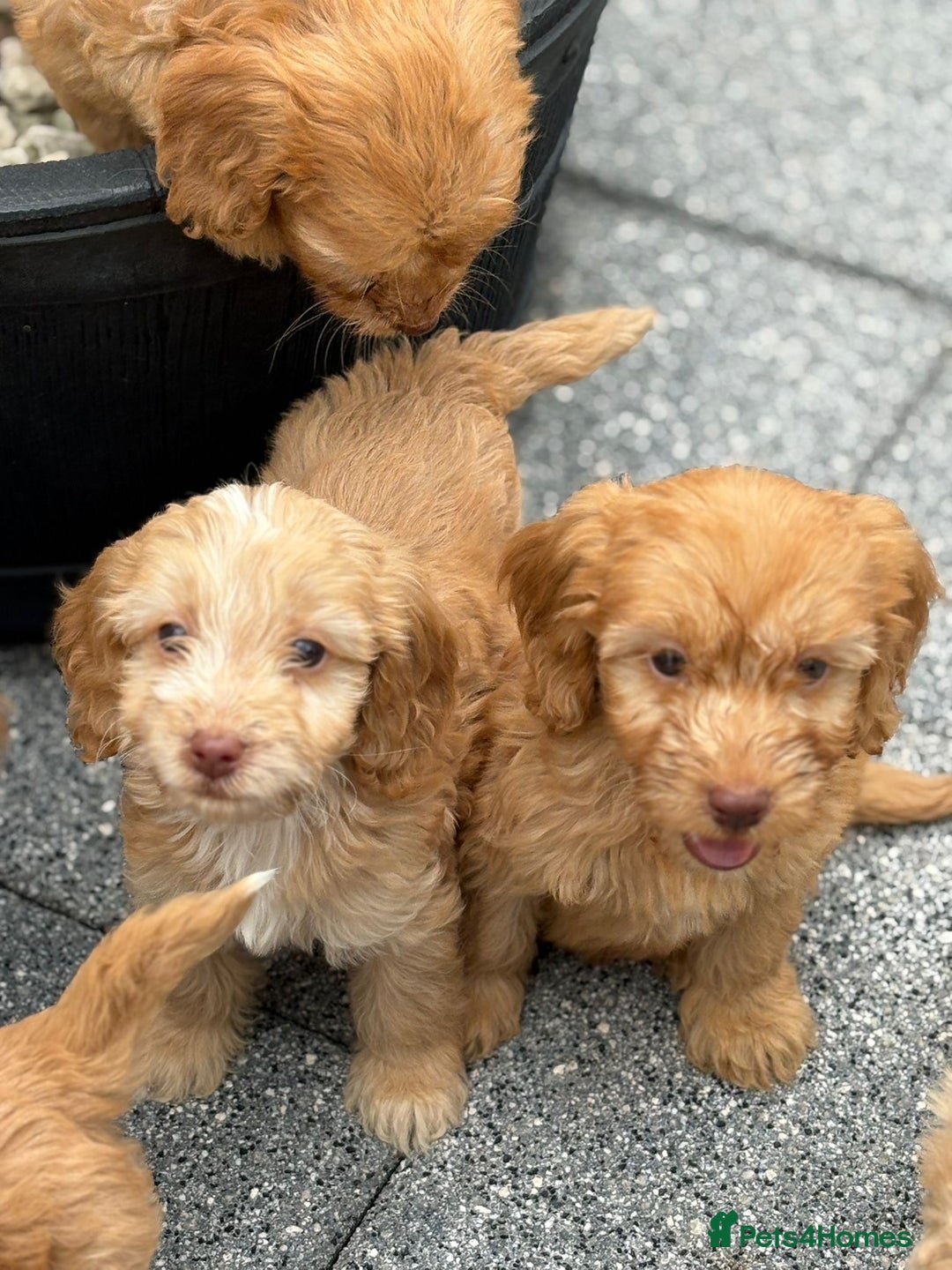 Cockapoo dogs for sale: Adorable cockapoos - Image 4