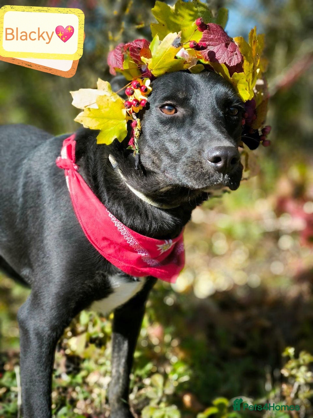 Mixed Breed dogs 💖🐶 BLACKY 🐶💖 - Advert 3