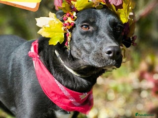 Mixed Breed dogs 💖🐶 BLACKY 🐶💖 - Advert 1