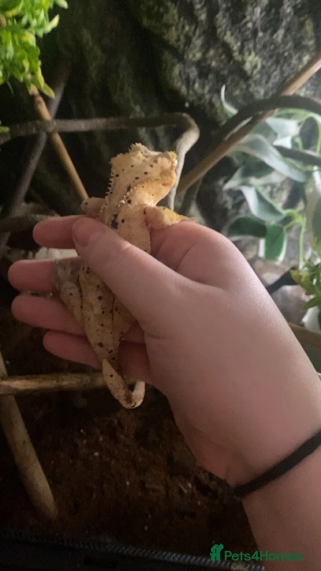Gecko reptiles for sale: female super dalmatian crested gecko for sale  in Bolton - Advert 2