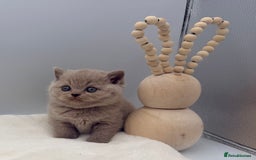 British Shorthair cats for sale: PEDIGREE REGISTERED CHUNKY BRITISH SHORTHAIRS  - Image 21