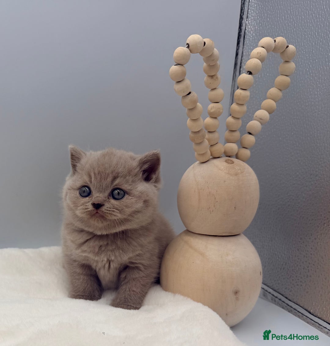 British Shorthair cats for sale: PEDIGREE REGISTERED CHUNKY BRITISH SHORTHAIRS  - Image 21
