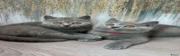 British Shorthair cats for sale: TORTIE BSH TICA GIRL KITTENS  - Advert 9