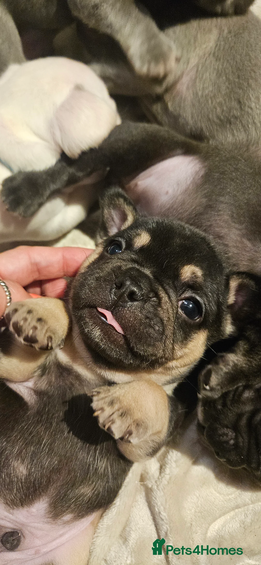 French Bulldog dogs for sale: Beautiful French Bulldog puppies 🐶 - Advert 39