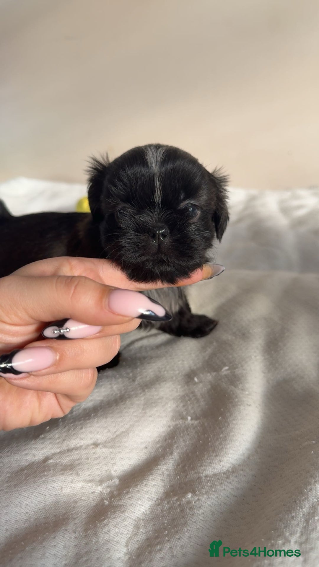 Shih Tzu dogs for sale: Tri-Colour KC Imperial Shih Tzu Puppies - Advert 19