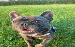 French Bulldog dogs for stud: Loving KC French Bulldog Stud Blue Brindle  - Image 2