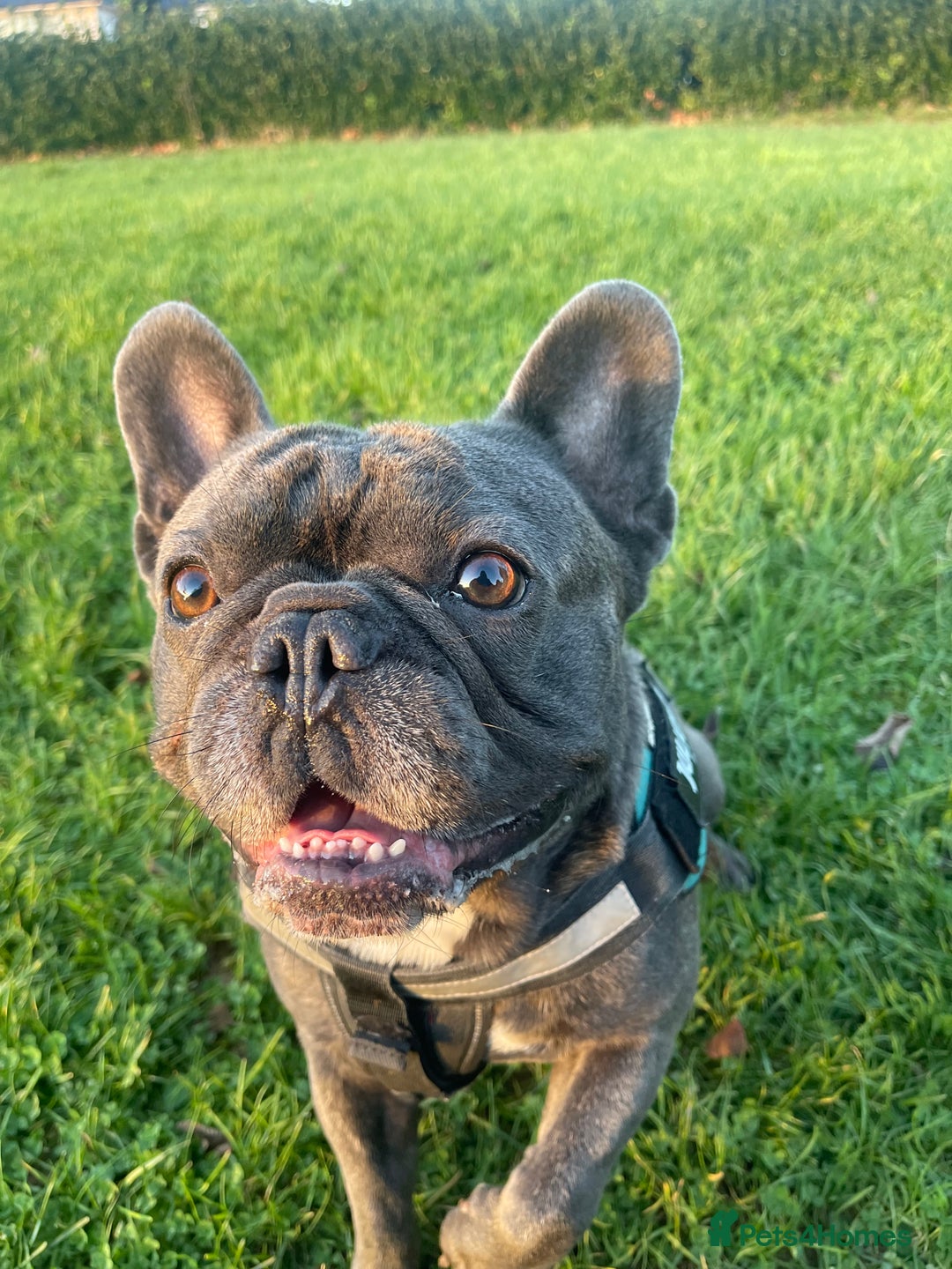 French Bulldog dogs for stud: Loving KC French Bulldog Stud Blue Brindle  - Image 2