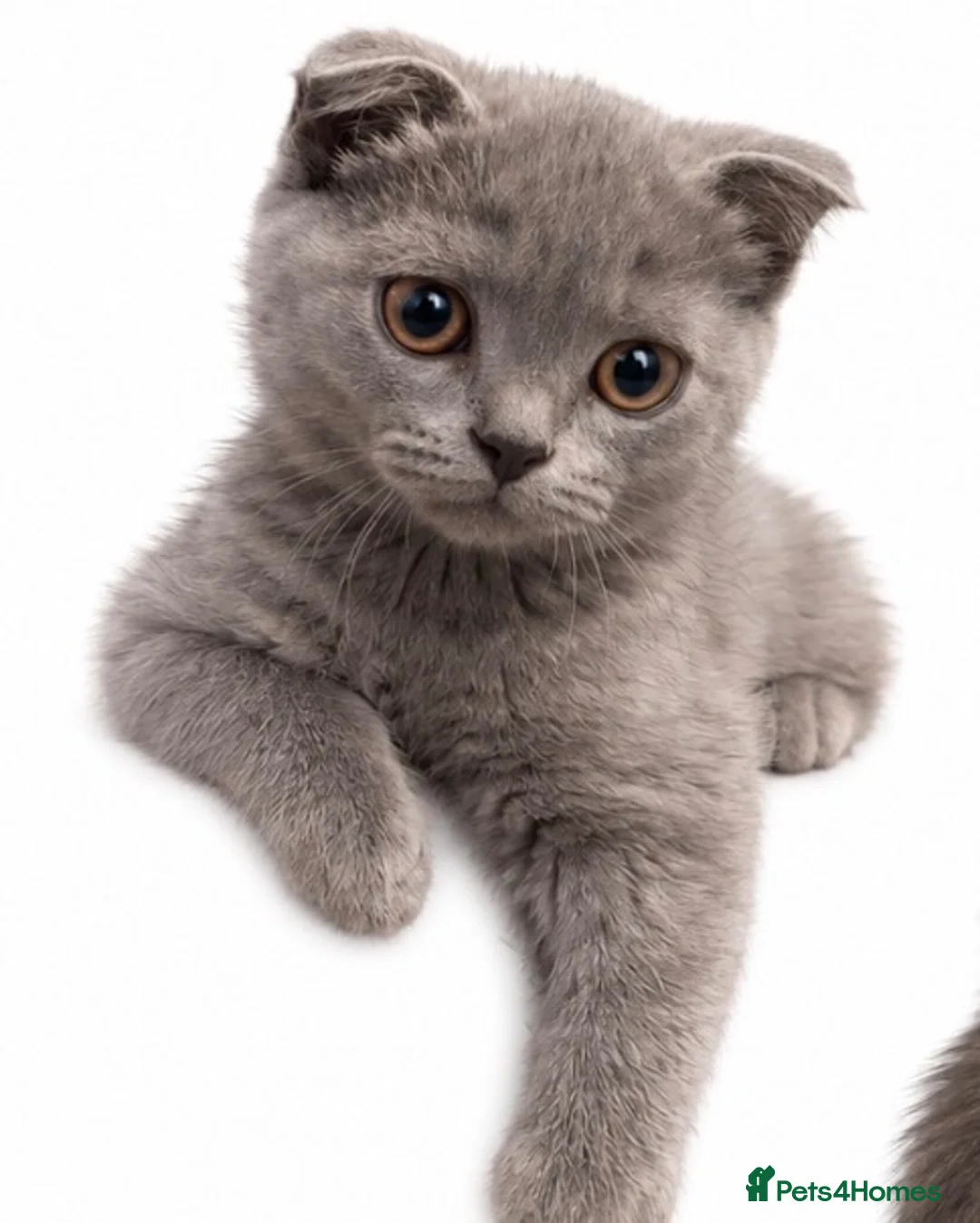Scottish Fold cats for sale: £400  !!TICA /  Scottish fold MALE - Advert 2
