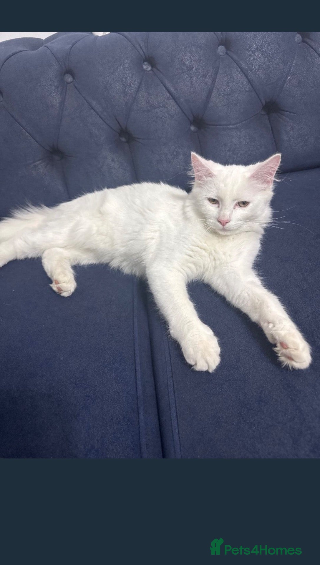 Turkish Angora cats kitten - Advert 7