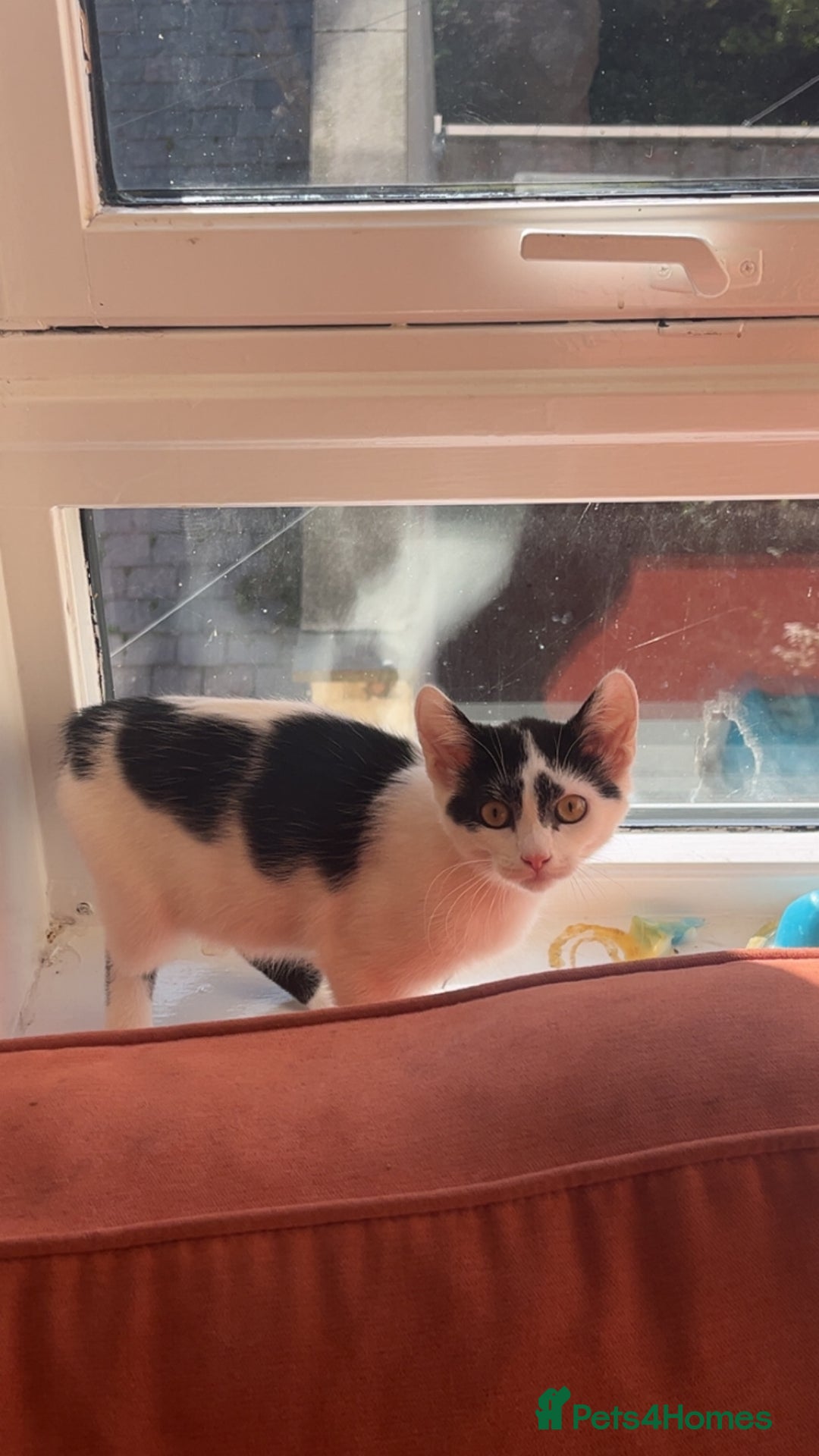 Mixed Breed cats for sale: Storm - Image 3