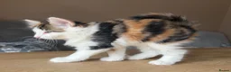 Maine Coon cats for sale: Gorgeous Maine Coon x Domestic long hair - Advert 10