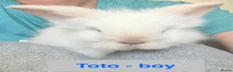 Lionhead rabbits for sale: Double Maned Lionheads Babies - Advert 6