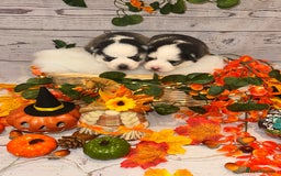 Pomsky dogs for sale: Lilac sired F2 masked Pomsky blue eyes  - Image 2